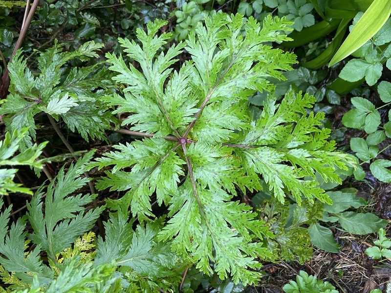 Madiera Cranesbill photo 3