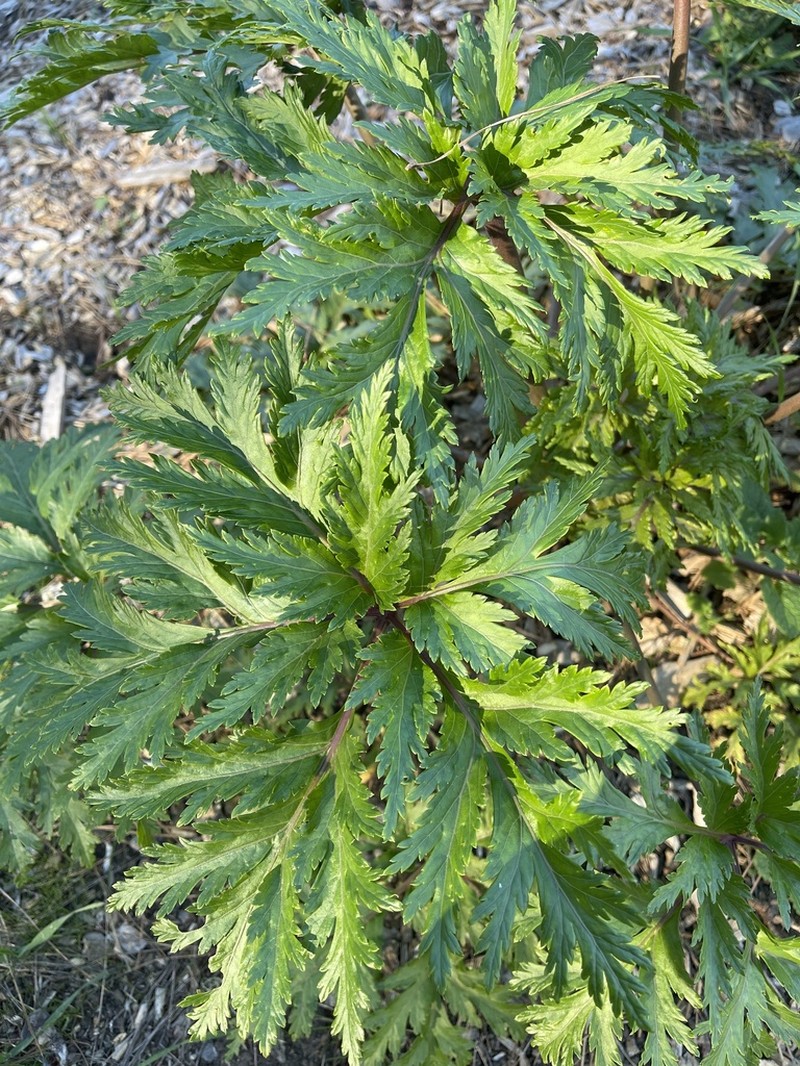 Madiera Cranesbill photo 4