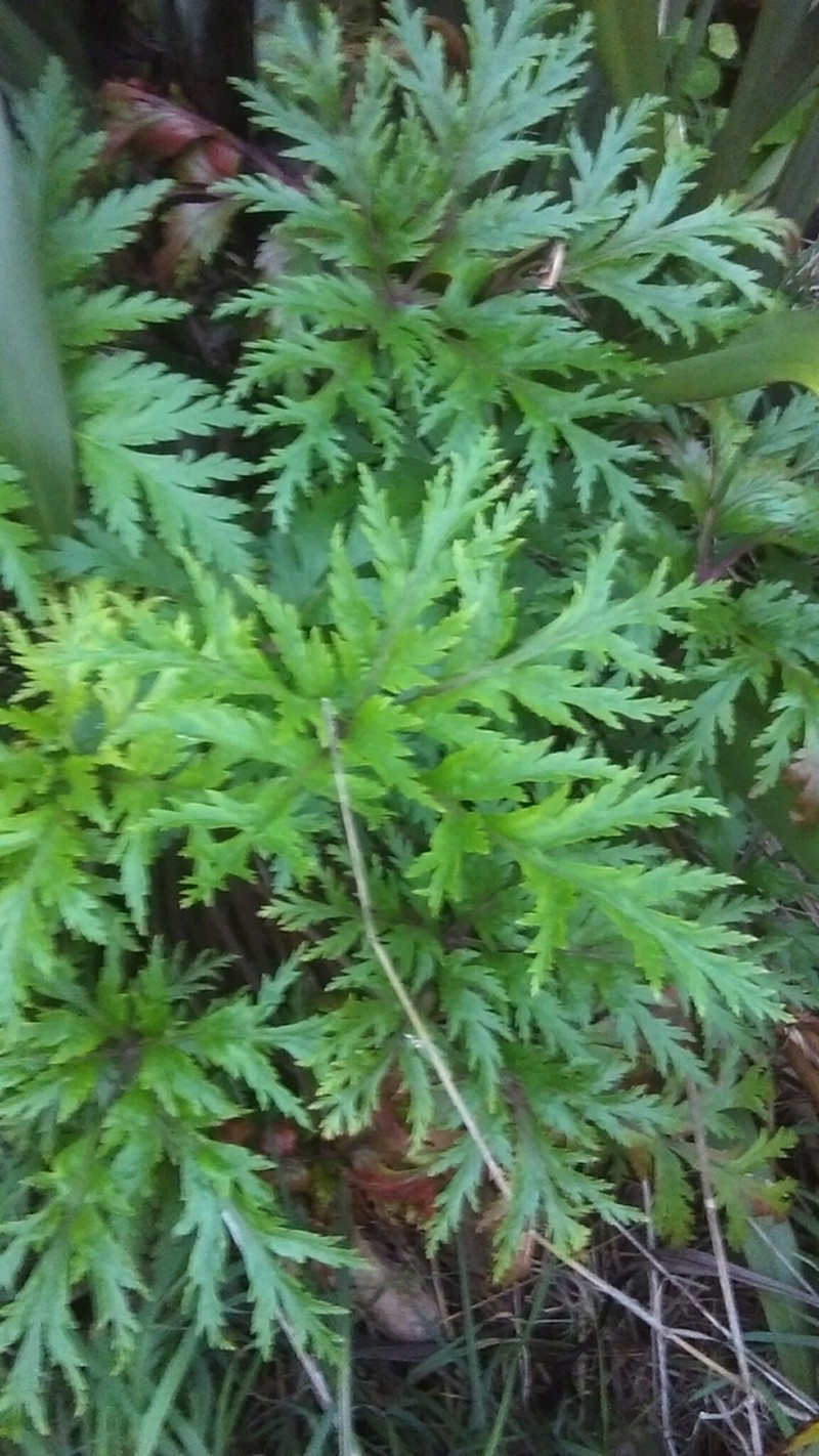 Madiera Cranesbill photo 5