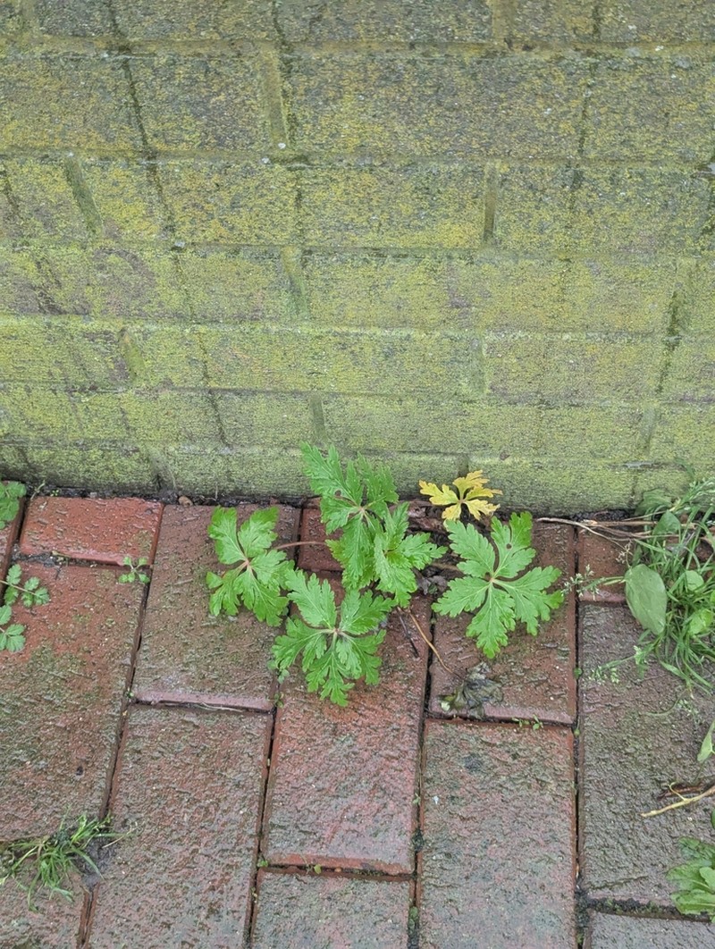 Madiera Cranesbill photo 6
