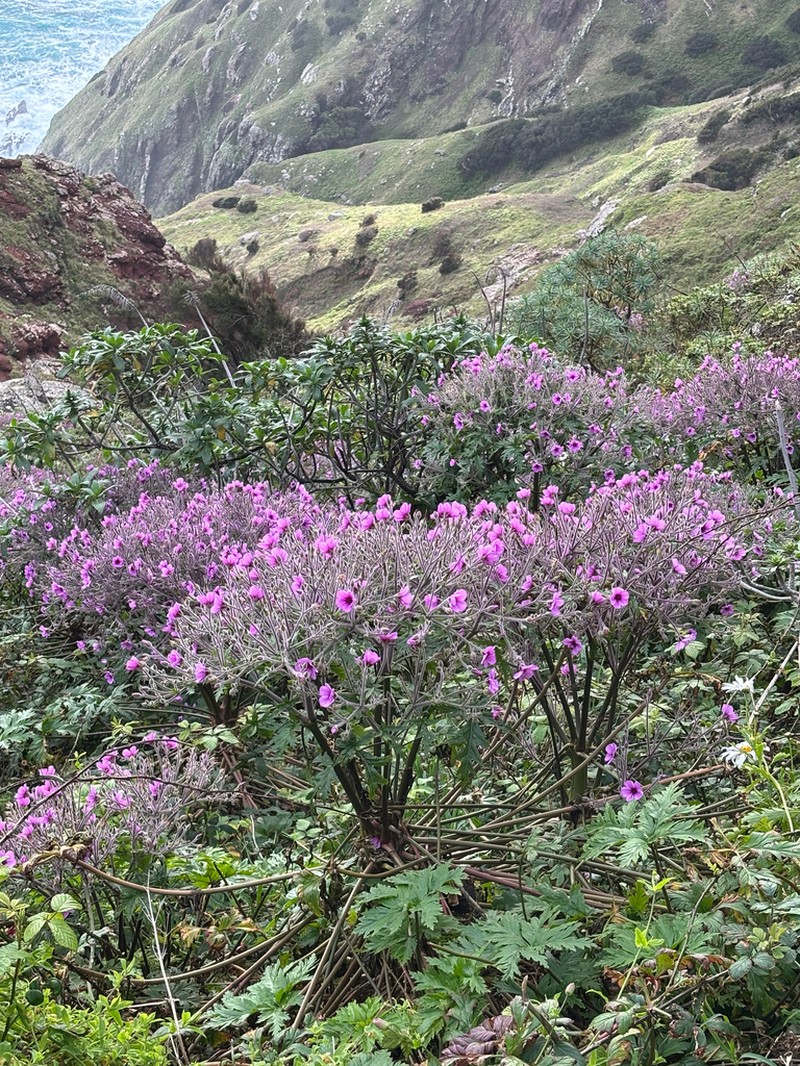Madiera Cranesbill photo 7