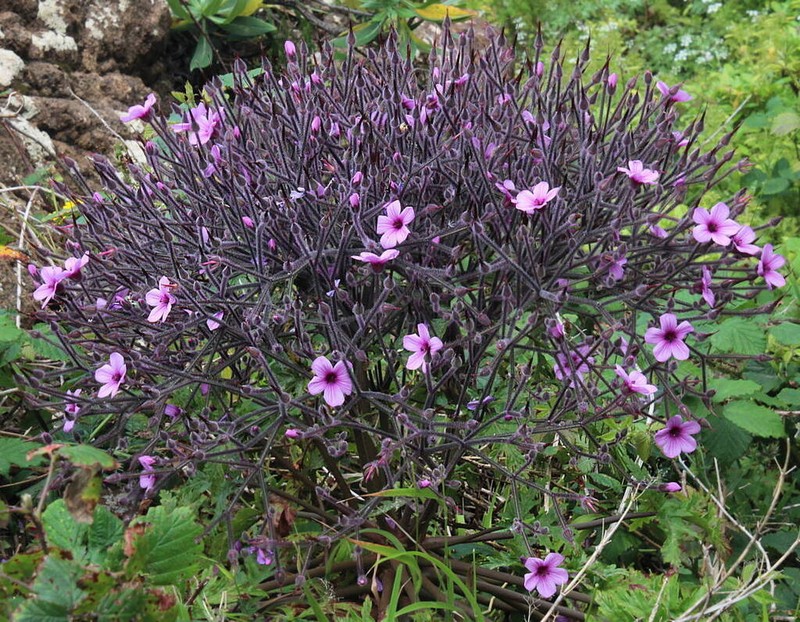 Madiera Cranesbill photo 8