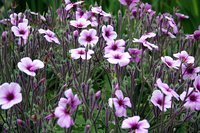 Madiera Cranesbill