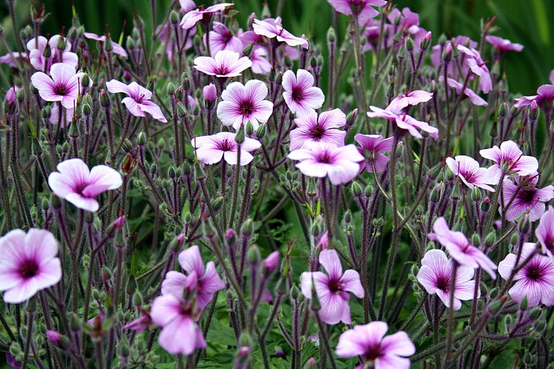 Madiera Cranesbill