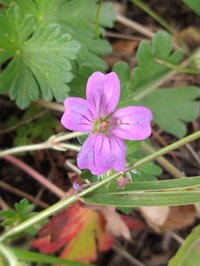 Geranium magellanicum