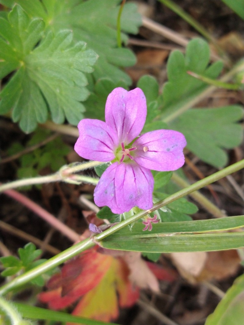 Geranium magellanicum