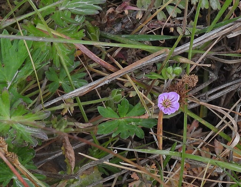 Geranium magellanicum photo 2