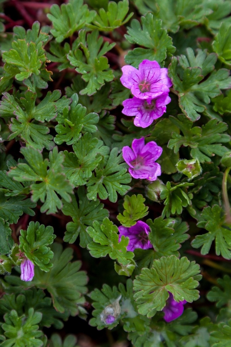 Geranium magellanicum photo 3