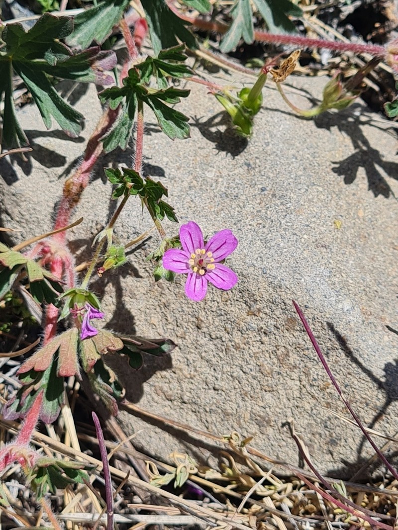 Geranium magellanicum photo 4