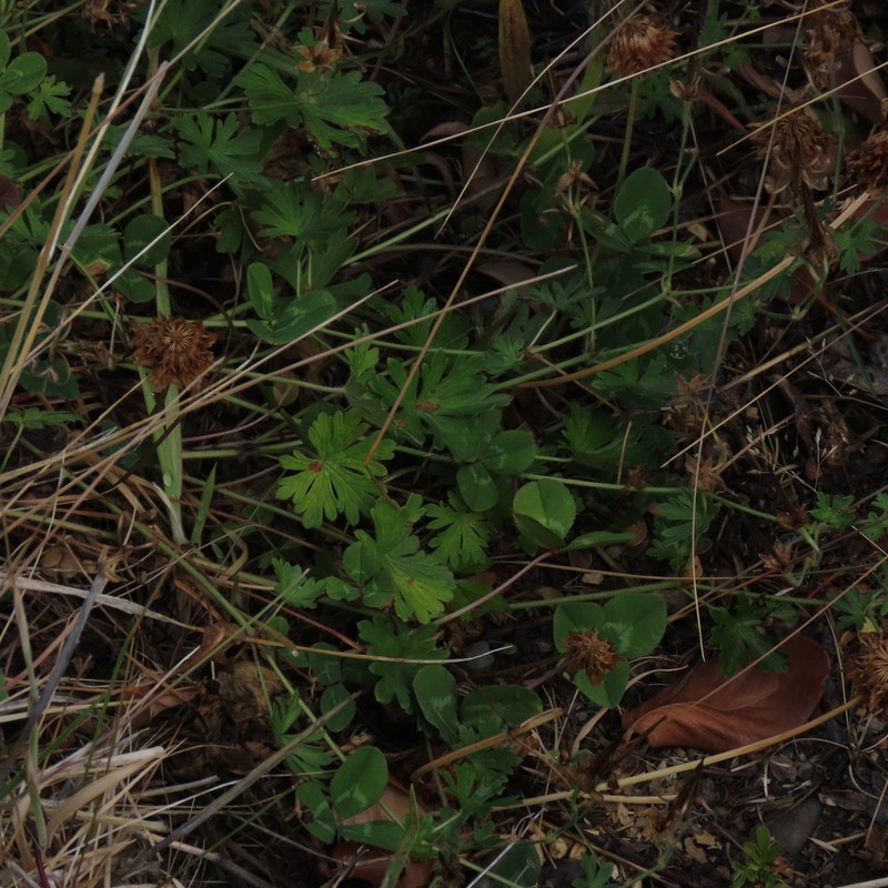 Geranium magellanicum photo 5