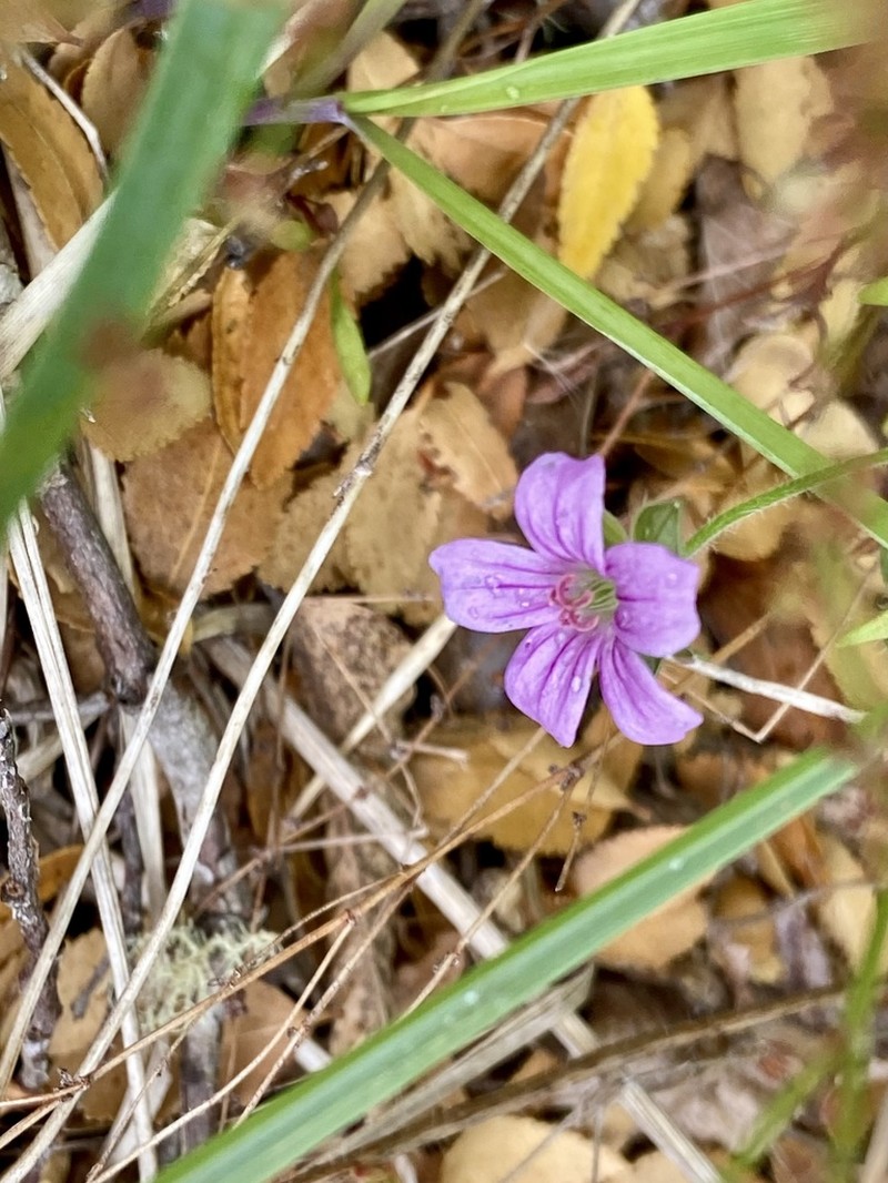 Geranium magellanicum photo 6