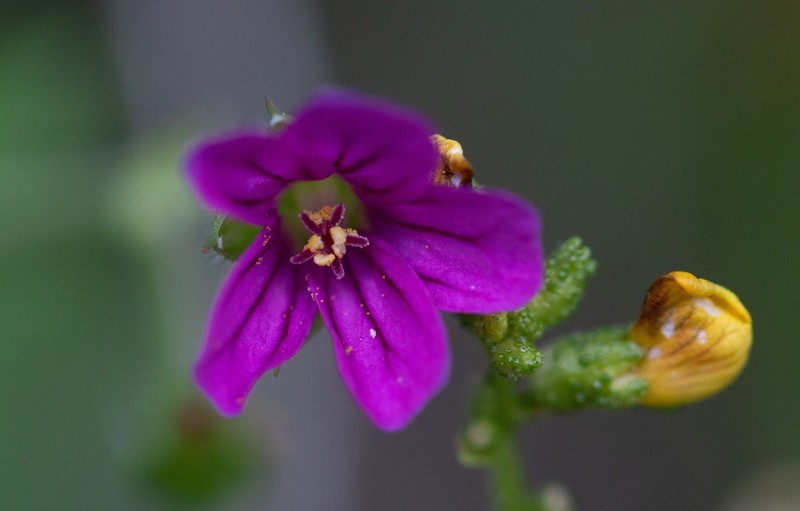 Geranium magellanicum photo 7
