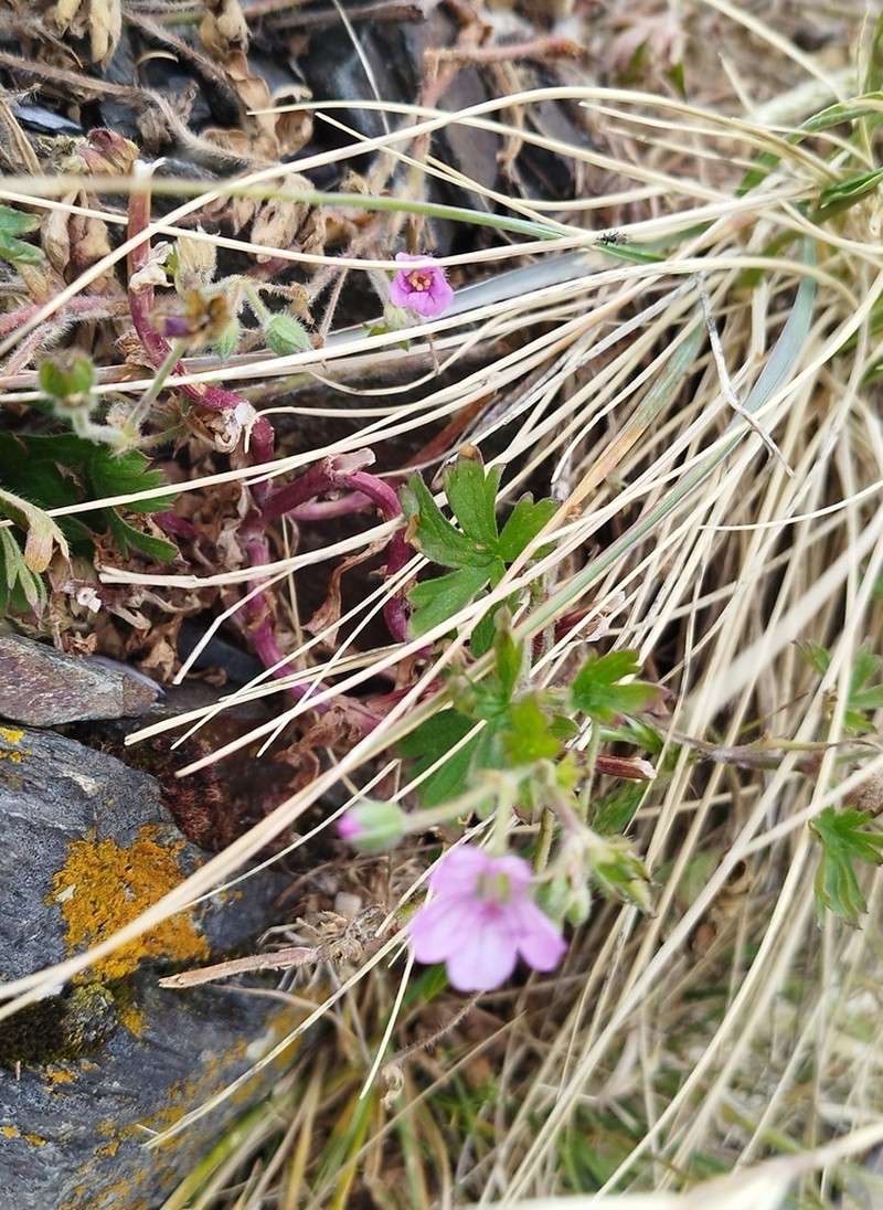 Geranium magellanicum photo 8