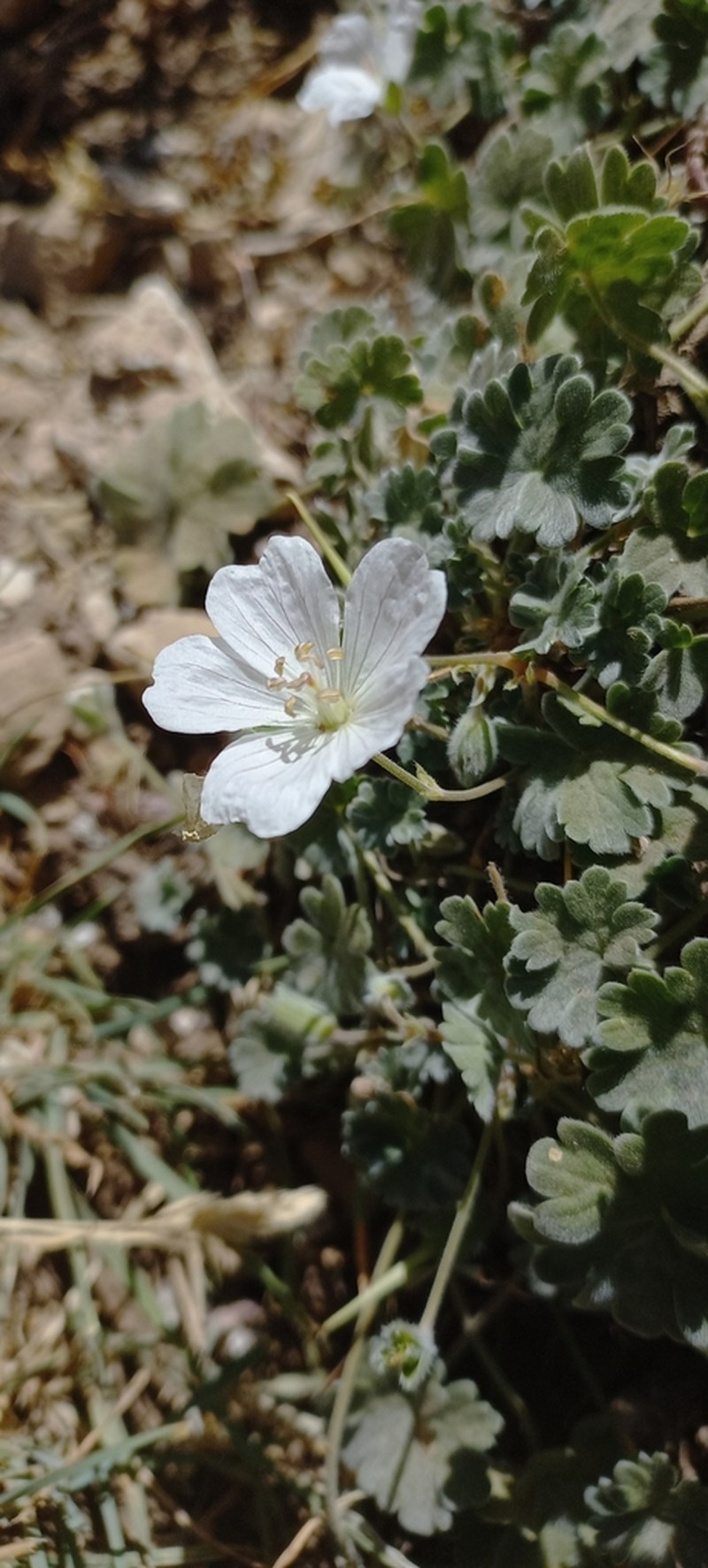 Geranium makmelicum