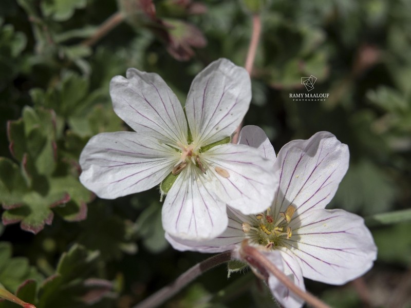 Geranium makmelicum photo 2