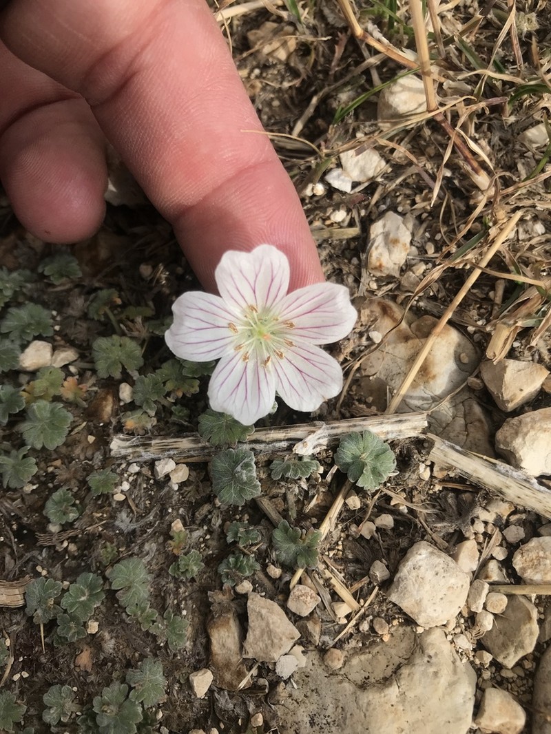 Geranium makmelicum photo 3