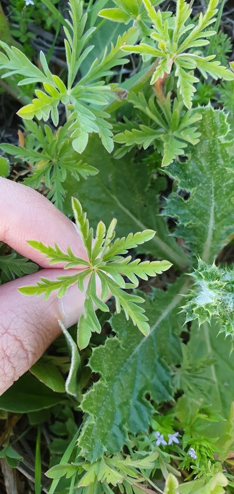 Geranium malviflorum