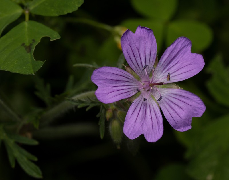 Geranium malviflorum photo 2