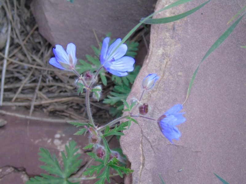 Geranium malviflorum photo 3