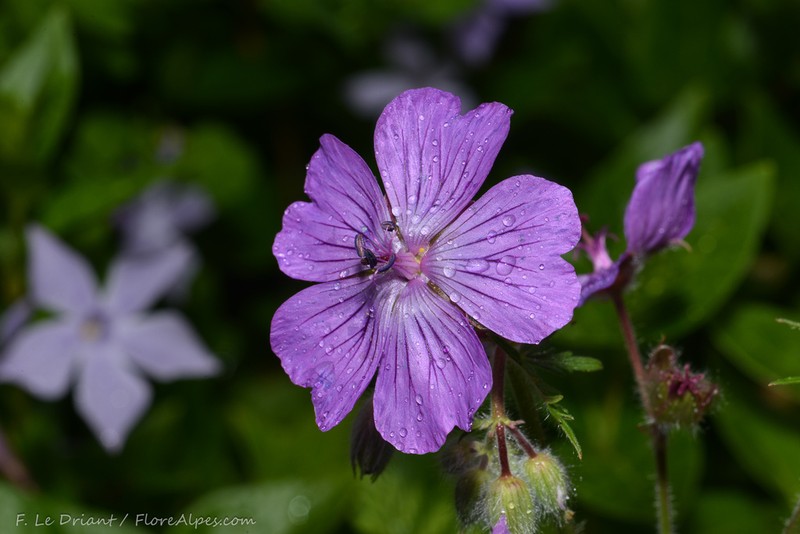 Geranium malviflorum photo 4