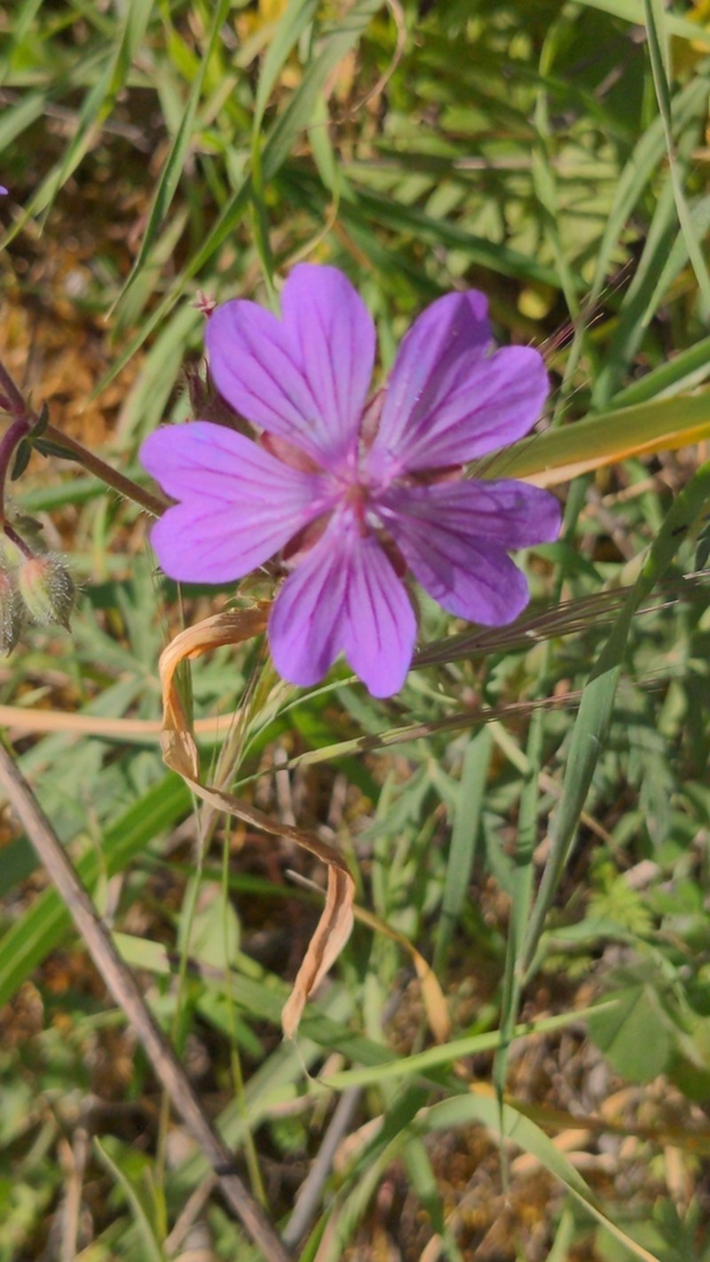 Geranium malviflorum photo 5
