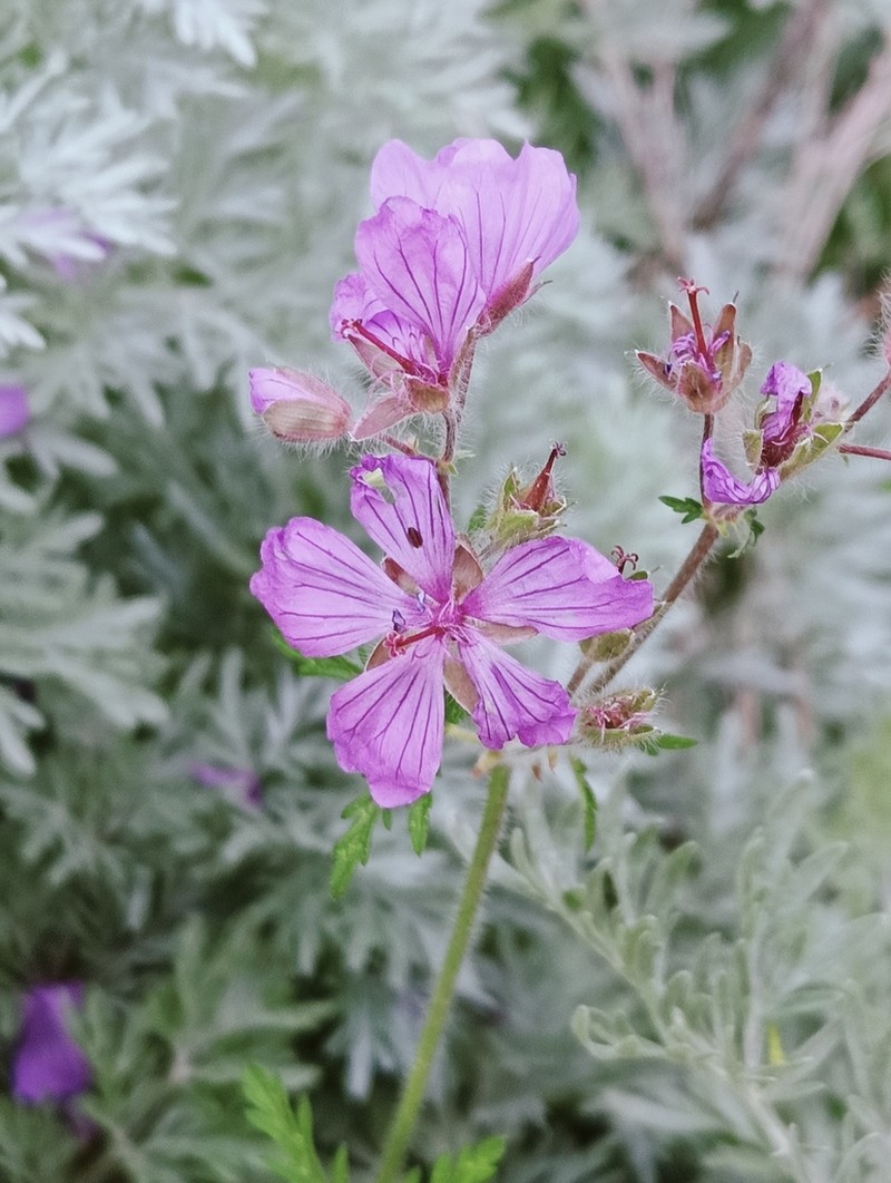 Geranium malviflorum photo 6