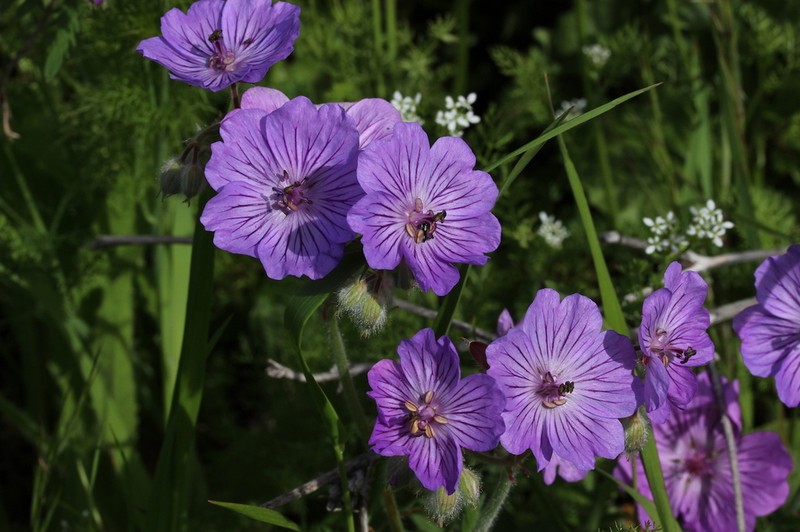Geranium malviflorum photo 7