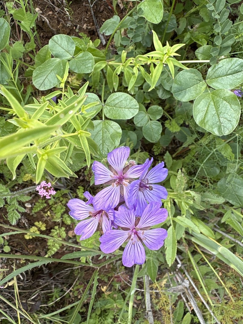 Geranium malviflorum photo 8