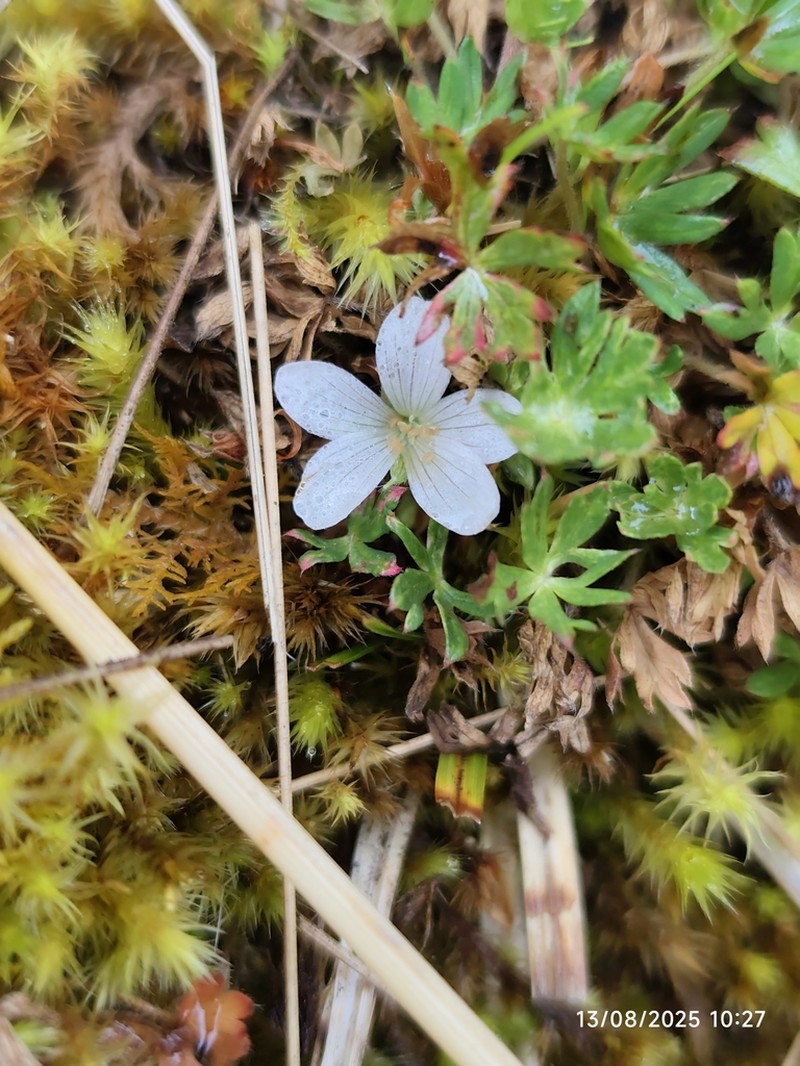 Geranium maniculatum