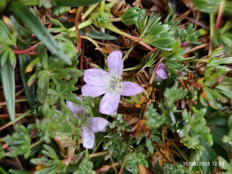 Geranium maniculatum photo 2