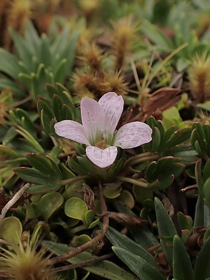 Geranium maniculatum photo 3