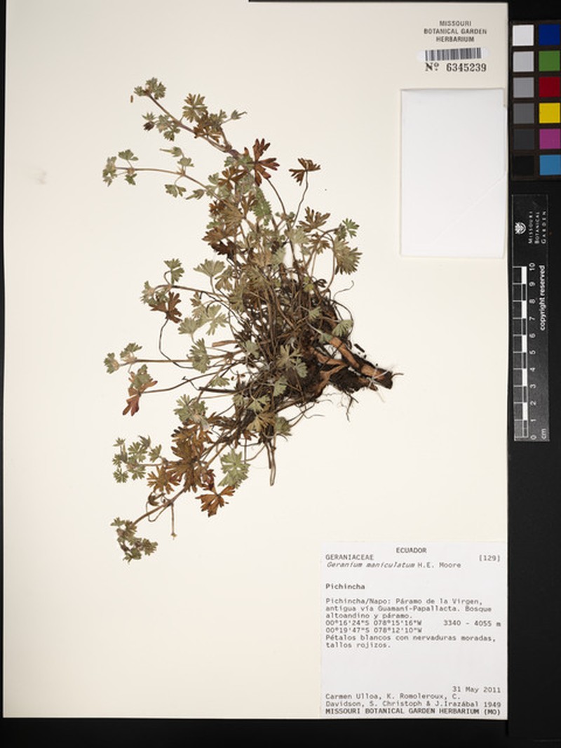 Geranium maniculatum photo 4