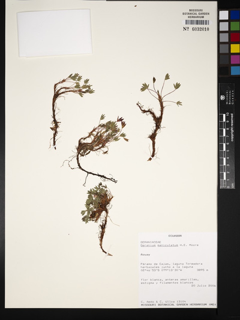Geranium maniculatum photo 5