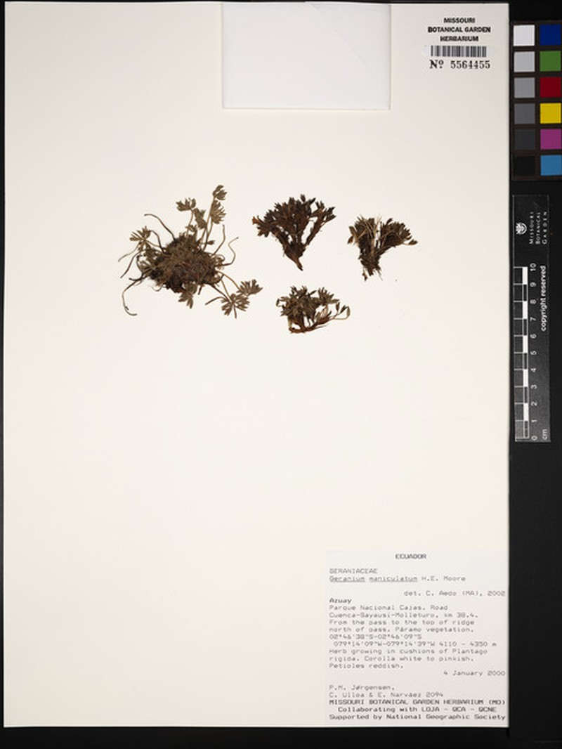 Geranium maniculatum photo 6