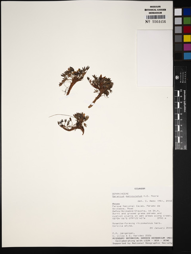 Geranium maniculatum photo 7
