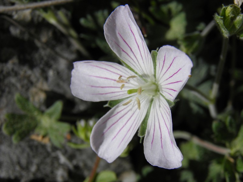 Geranium margaritae
