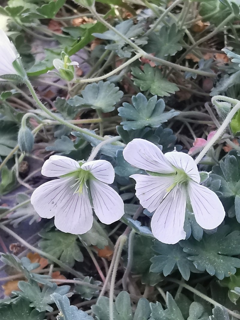 Geranium margaritae photo 3