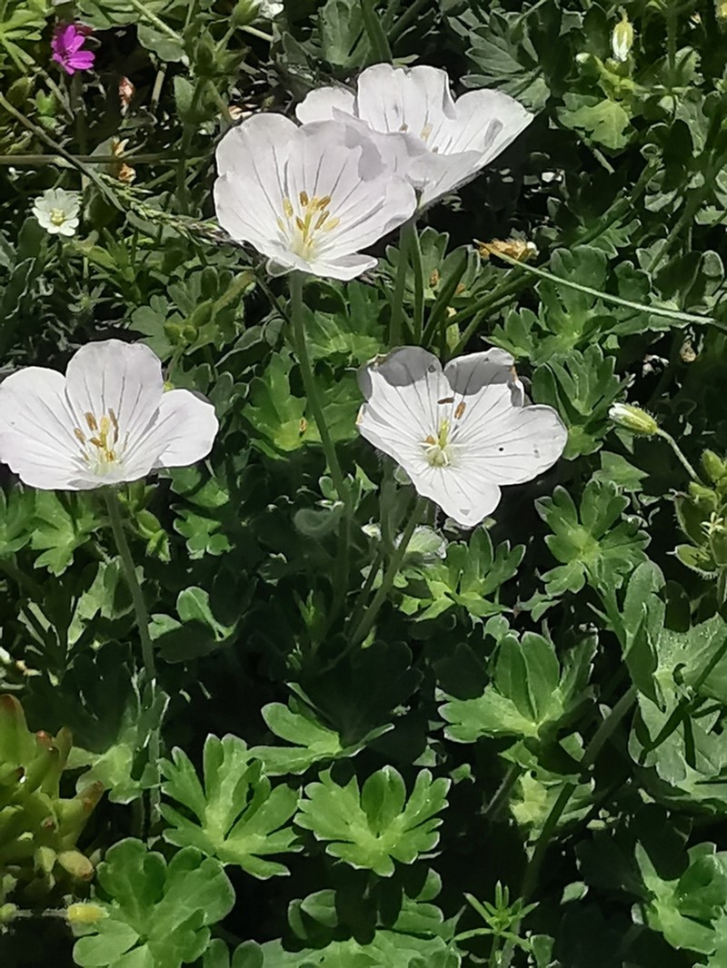 Geranium margaritae photo 4