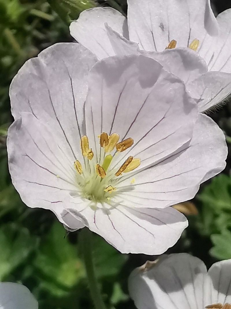 Geranium margaritae photo 5