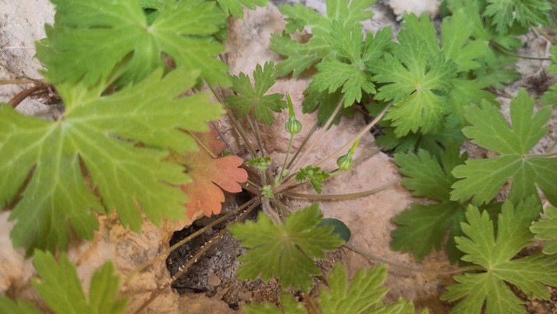 Geranium mascatense photo 2