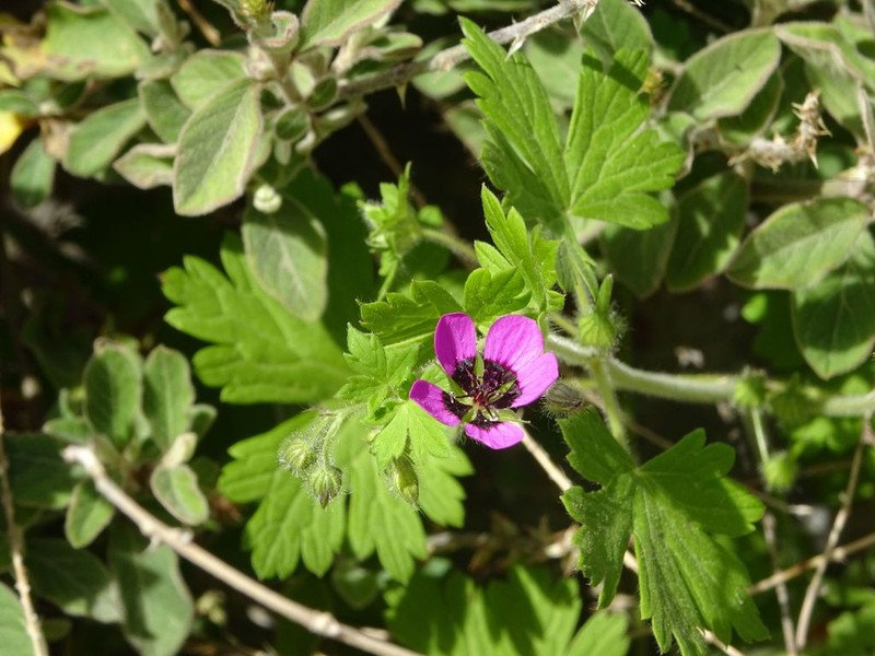 Geranium mascatense photo 3