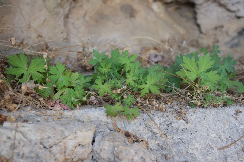 Geranium mascatense photo 4