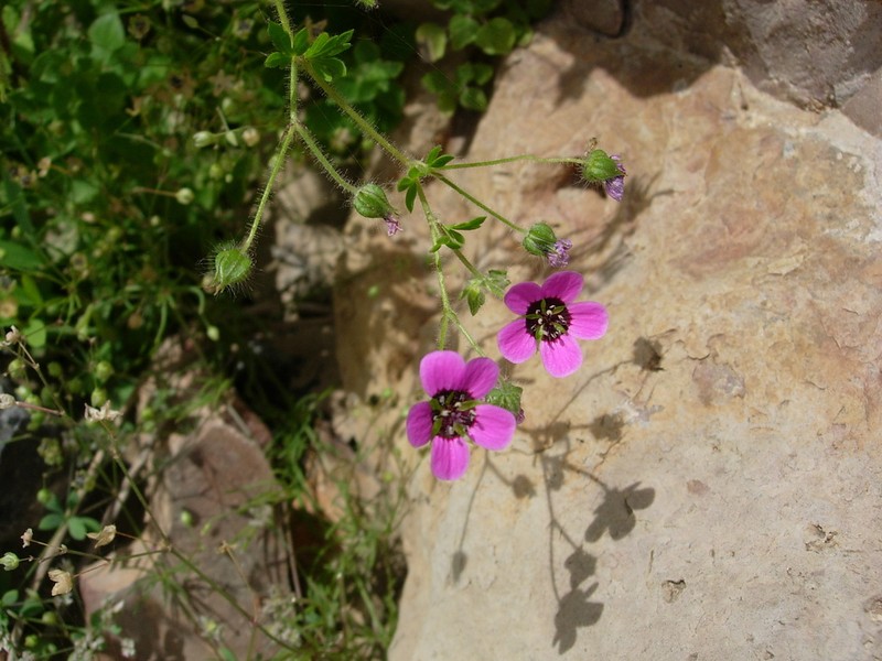 Geranium mascatense photo 5