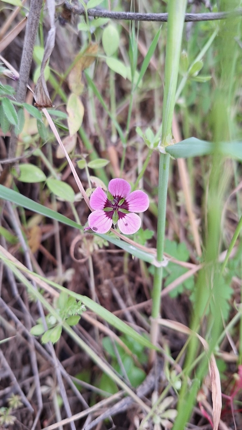 Geranium mascatense photo 6