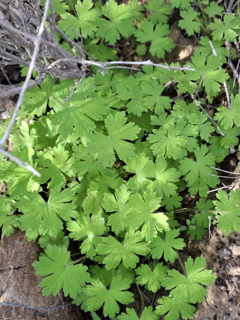 Geranium mascatense photo 7