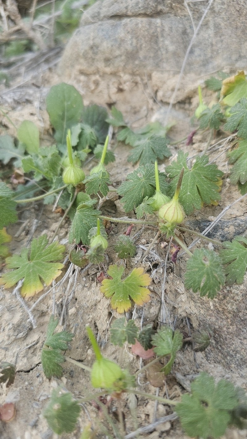 Geranium mascatense photo 8