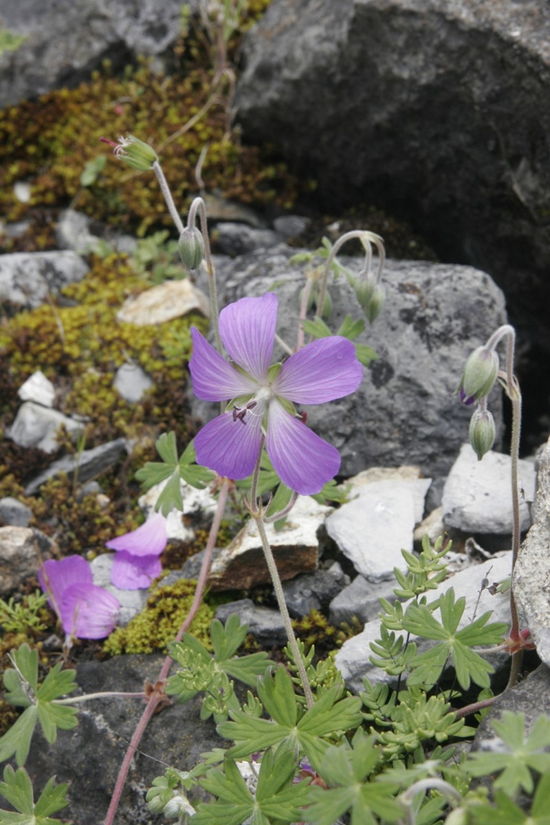 Geranium matucanense photo 2