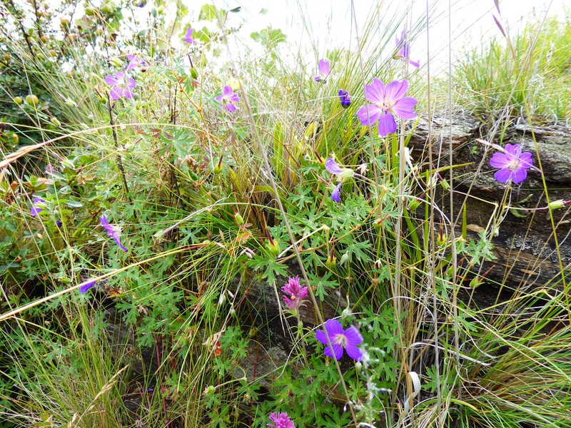 Geranium matucanense photo 4