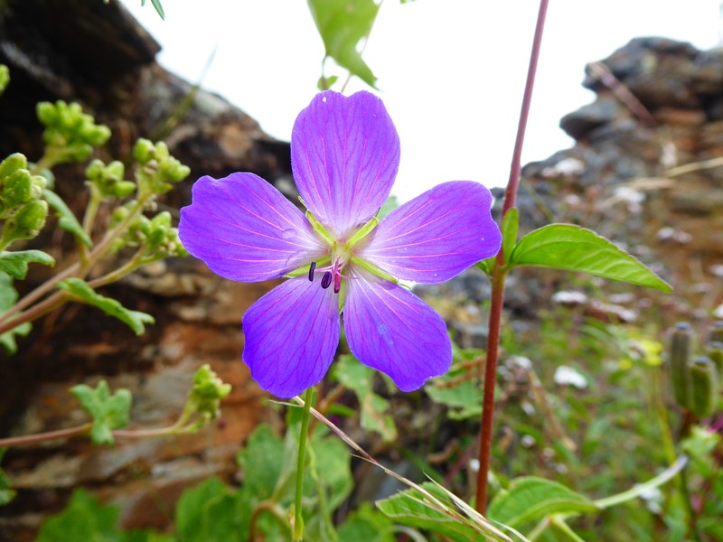 Geranium matucanense photo 5
