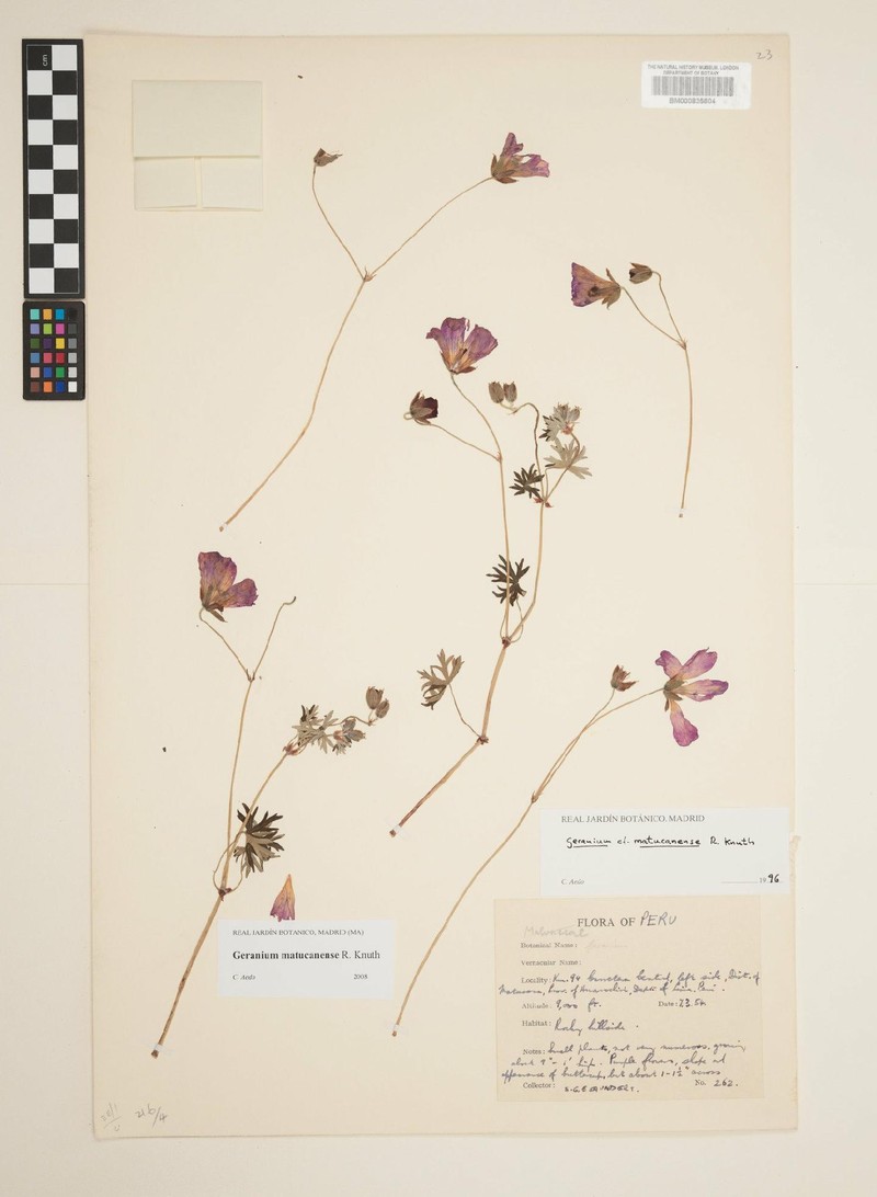 Geranium matucanense photo 6